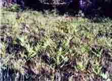 Plate 7. Bracken-Grassland in Summer
